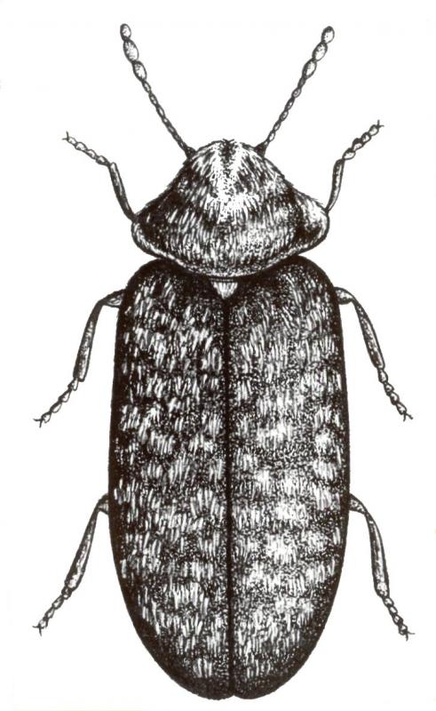Drawing of death watch beetle
