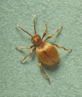 Golden spider beetle Niptus hololeucus