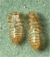 Anthrenus cast skin of larvae