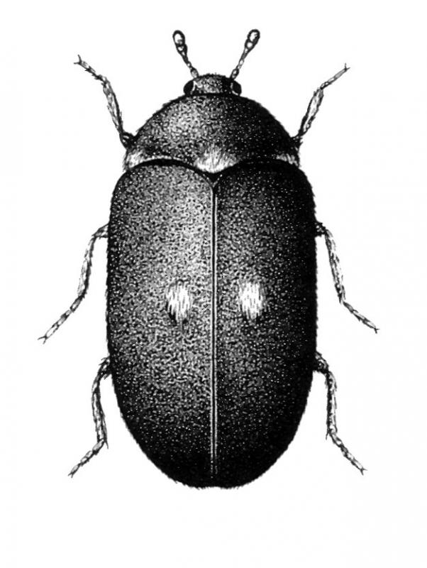Drawing of adult beetle