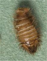 Varied carpet beetle larva Anthrenus verbasci Also called woolly bear