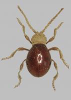 Spider beetle Mezium affine