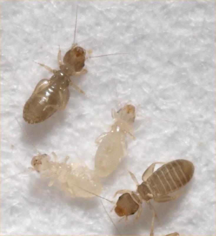 Booklice adults and nymphs