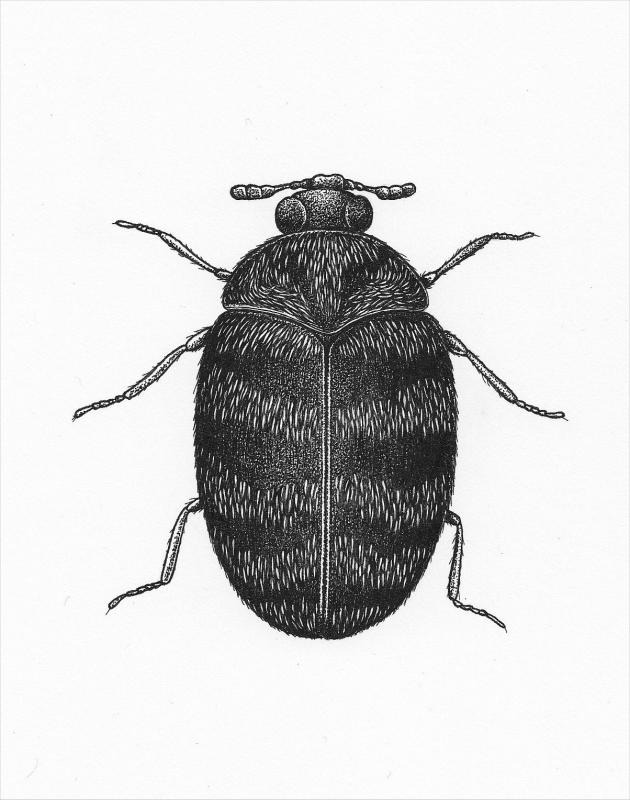 Anthrenocerus adult drawing