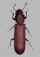 Powder post beetle Lyctus brunneus