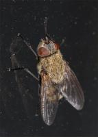 Cluster fly Pollenia rudis