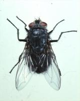 Bluebottle or Blowfly Calliphora