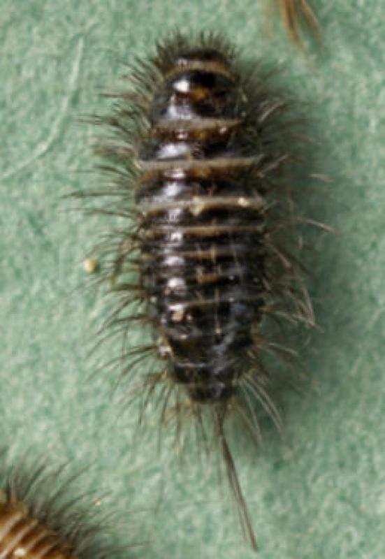 A flavipes larva
