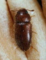 Hairy fungus beetle Typhaea stercorea 