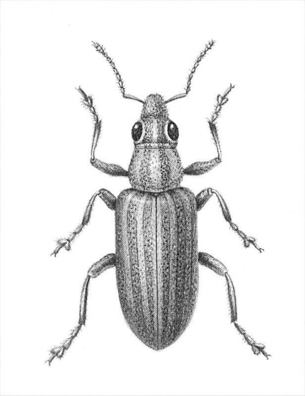 Clover weevil drawing