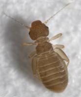 Common booklouse Liposcelis