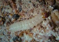 Brown house moth larva Hofmannophila pseudospretella