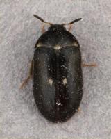 Two-spot carpet beetle Attagenus pellio