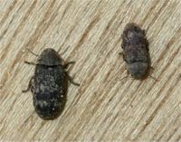 Death watch beetles