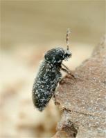 Woodworm / Furniture beetle Anobium punctatum