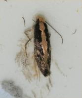 The Pale backed clothes moth Monopis crocicapitella 