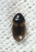 Museum nuisance beetle Reesa vespulae 