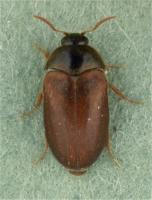 Brown carpet beetle or Vodka beetle Attagenus smirnovi 