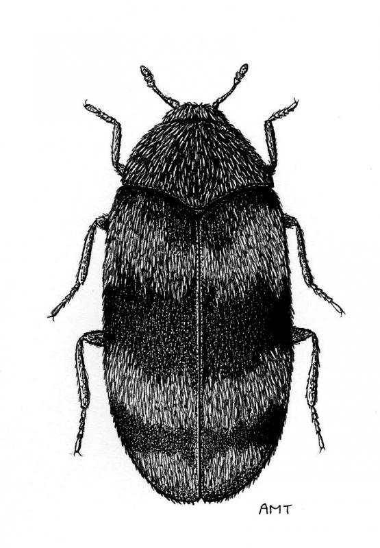 Drawing of adult beetle