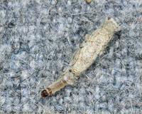 Case-bearing clothes moth larva Tinea pellionella