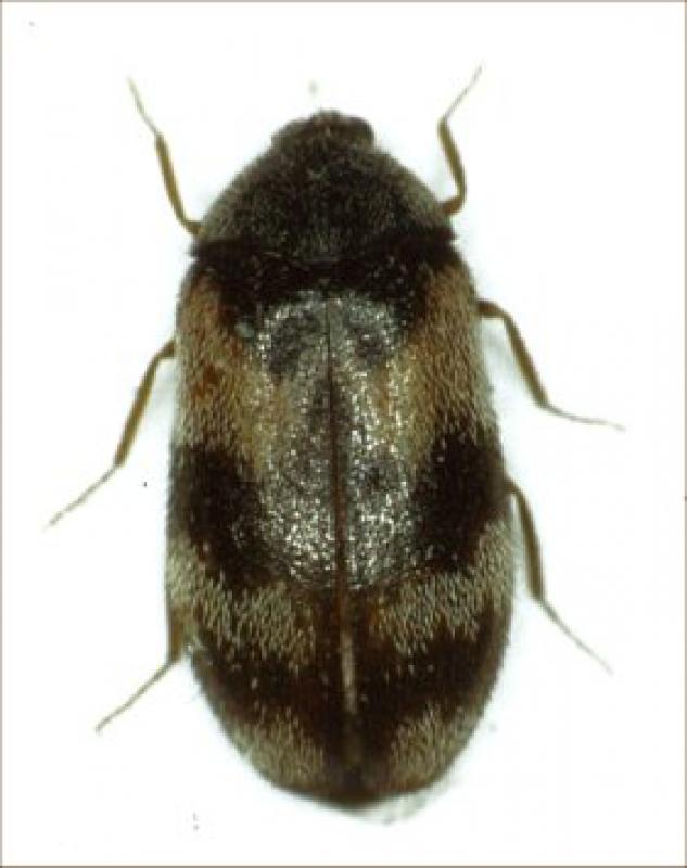 Adult beetle