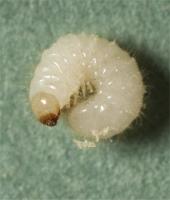 Australian spider beetle larva Ptinus tectus 
