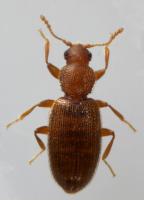 Fungus beetle Corticaria sp 