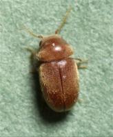 Cigarette beetle Lasioderma serricorne 