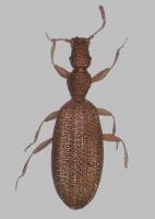 Plaster beetle Adistemia watsoni 