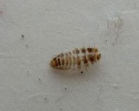 Anthrenus cast larval skin on trap