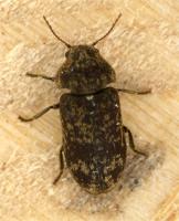 Death watch beetle Xestobium rufovillosum