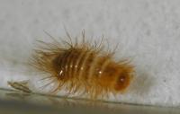 Small Anthrenus larva