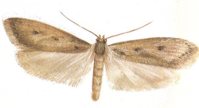 Brown house moth painting