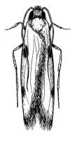 Drawing of Tinea adult