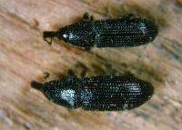 Wood weevils Pentarthrum huttoni and Euophryum confine