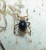 American spider beetle  Mezium americanum