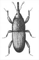 Drawing of grain weevil