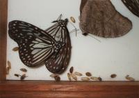 Anthrenus cast skins in butterfly case