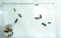 Anthrenocerus and Anthrenus larvae