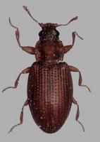 Plaster beetle Enicmus fungicola 