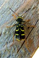 Wasp beetle Clytus ariatus 