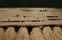 Wood weevil damage