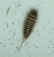 Anthrenocerus australis larva
