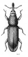 Euophryum drawing