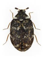 Museum beetle Anthrenus museorum