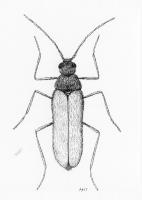 Drawing of male