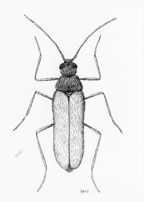 Drawing of male