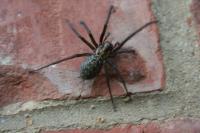 House spider Tegenaria