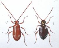 Drawing of male and female