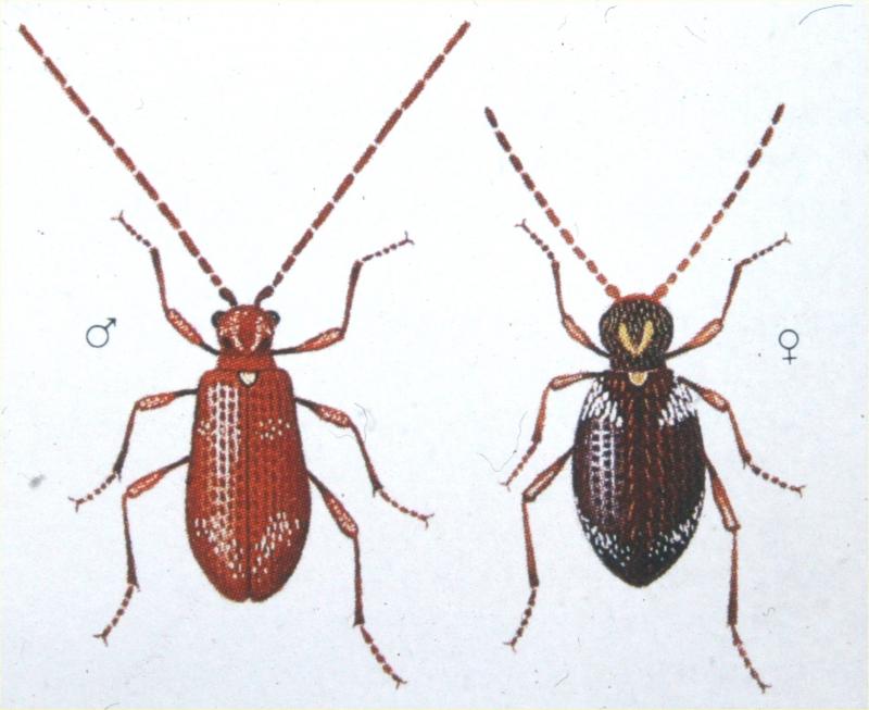Drawing of male and female